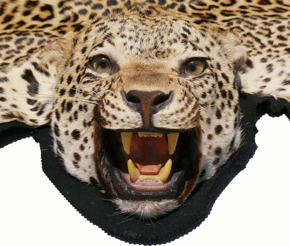 Appraisal: TAXIDERMY AFRICAN LEOPARD RUG MOUNT Mounted head pelt affixed to