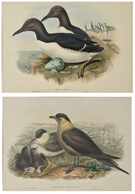 Appraisal: H C RICTER AFTER JOHN GOULD 'Uria Troile' and 'Stercorarius