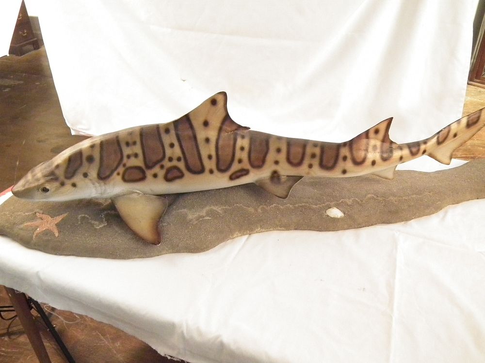 Appraisal: VINTAGE INCH SHARK MUSEUM MODEL Vintage museum model of a