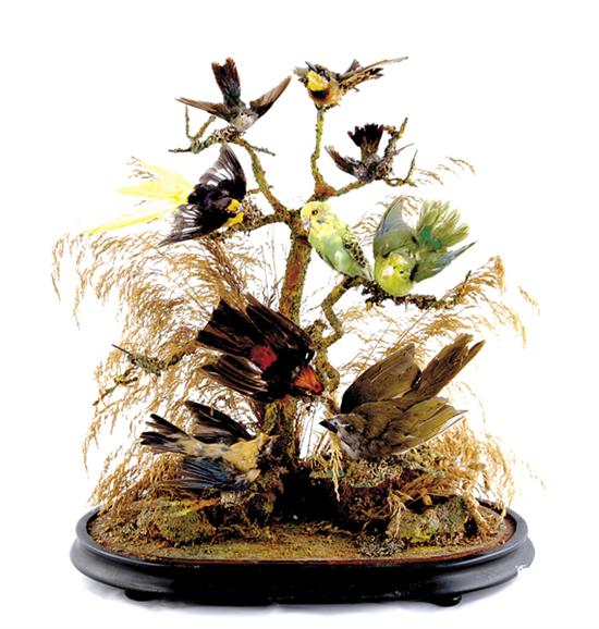 Appraisal: Victorian bird diorama th century parakeet three hummingbirds and four