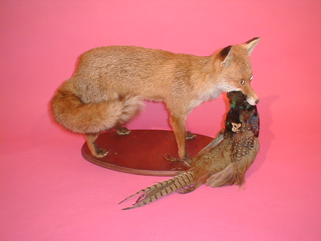 Appraisal: A taxidermy fox with a pheasant in a glazed case