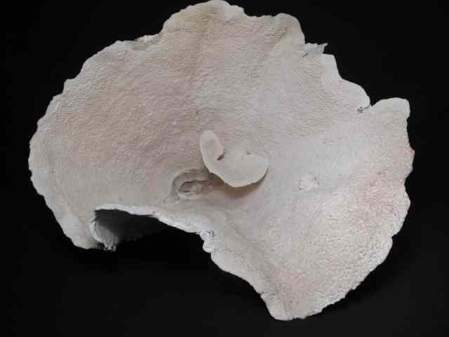 Appraisal: Huge natural Montipora coral formation Natural growth on outside Condition