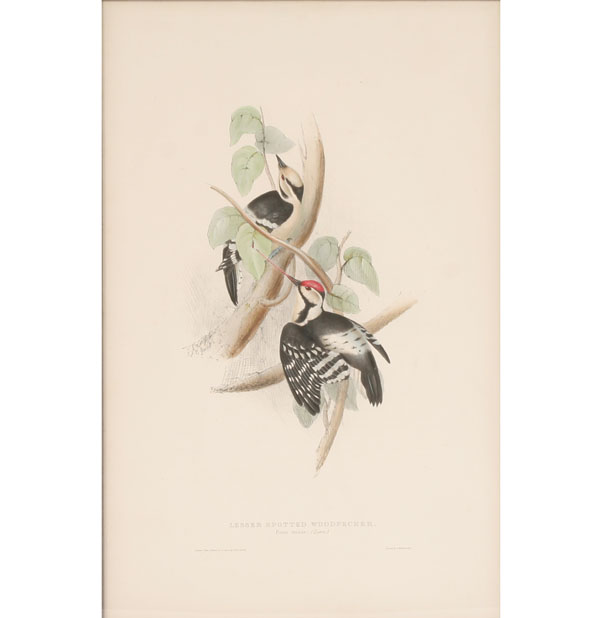 Appraisal: John and Elizabeth Gould British th Century Lark-heeled Bunting and