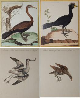 Appraisal: th c Ornithological prints th c Ornithological prints- engravings with