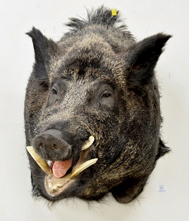 Appraisal: Wild boar shoulder trophy taxidermy mount with original skull weight