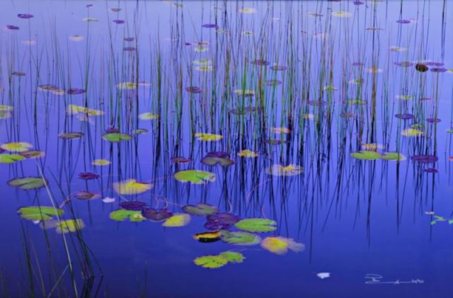 Appraisal: LIK Peter Limited Edition Photograph Lilies ofthe Pond Acadia National