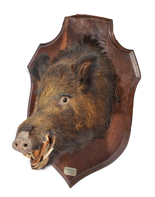 Appraisal: AN ANTIQUE TAXIDERMIC BOARS HEAD mounted on an oak shield