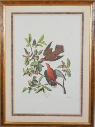 Appraisal: Zenaida dove Plate drawn from nature by J J Audubon