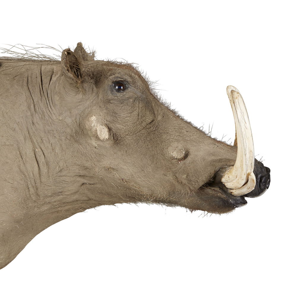 Appraisal: Y TWO TAXIDERMY HEAD MOUNTS OF A WARTHOG AND A