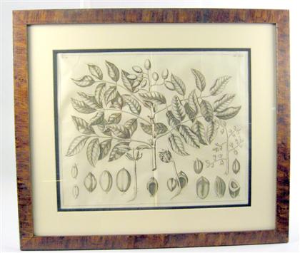 Appraisal: Two copper engravings of tropical trees pierre bouchoz Framed H