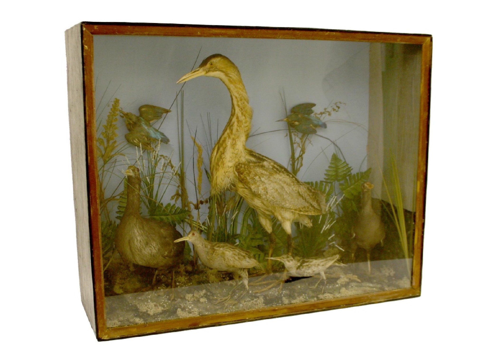 Appraisal: Taxidermy Study - th century cased group comprising an adult