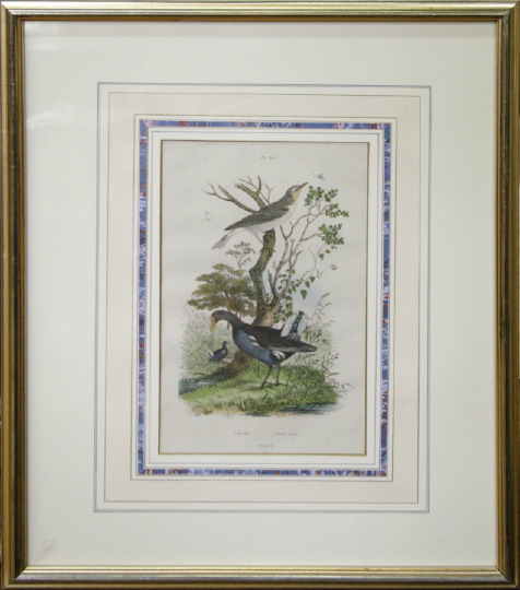 Appraisal: Pair of th-Century French Hand-Colored Ornithological Engravings by E Guerin