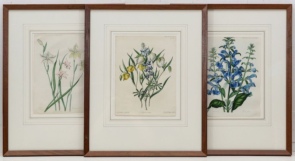 Appraisal: CIRCA BOTANICAL LITHOGRAPHS AFTER SARAH DRAKE Sarah Anne Drake -