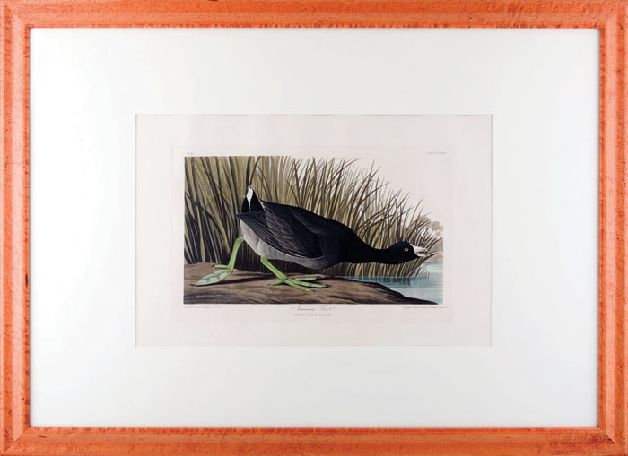 Appraisal: AMERICAN COOT NO PLATE CCXXXIX Drawn from nature by John