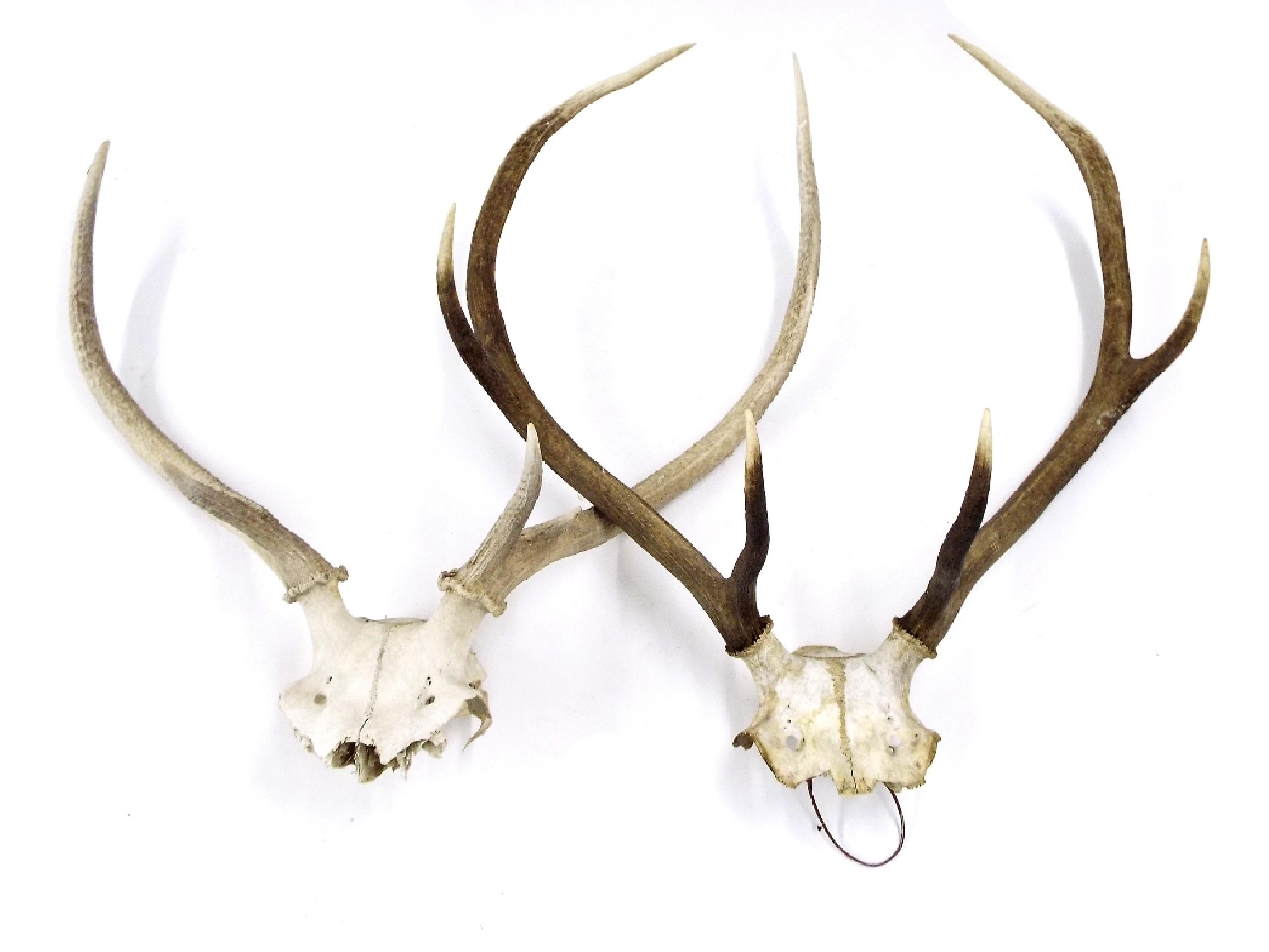 Appraisal: Two pairs of stag trophy horns