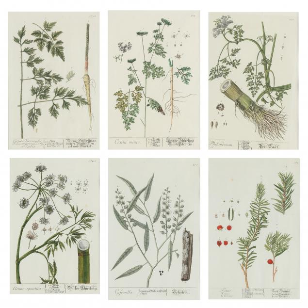 Appraisal: ELIZABETH BLACKWELL SCOTTISH - SIX ANTIQUE BOTANICAL ENGRAVINGS Hand-colored engravings