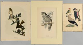 Appraisal: Bird Prints Gould Audubon and Wilson Three Bird Prints Gould