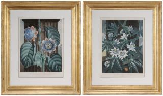 Appraisal: Dr Robert John Thornton British - Pair of botanical prints