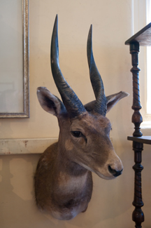 Appraisal: BUSH BUCK HEAD