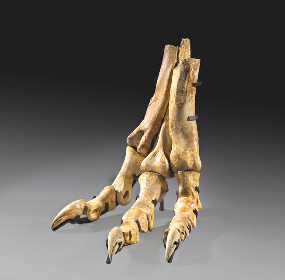 Appraisal: A RARE TYRANNOSAURID FOOT Tyrannosaurus bataar Late Cretaceous million years