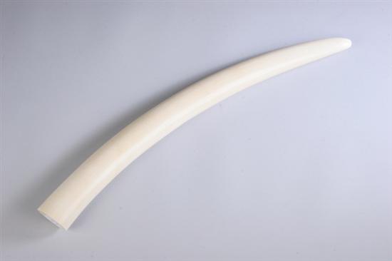 Appraisal: IVORY TUSK - in Diameter of end is inches by