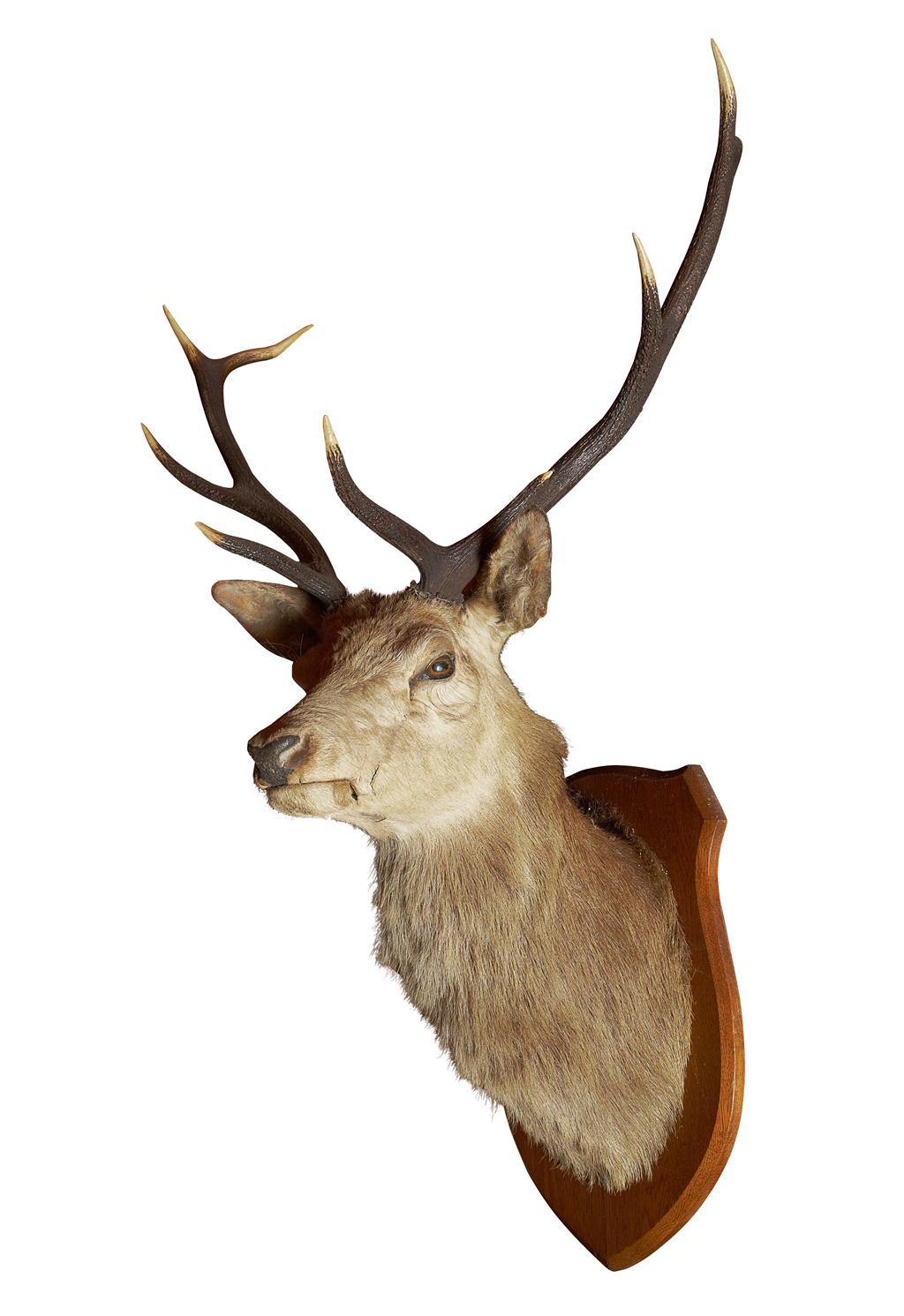 Appraisal: FOUR TAXIDERMY STAGS' HEADS LATE TH EARLY TH CENTURY on