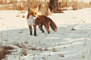 Appraisal: Red Fox by Ken Carlson Ken Carlson - oil on