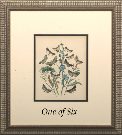 Appraisal: British School Fourth Quarter th Century Butterflies suite of six