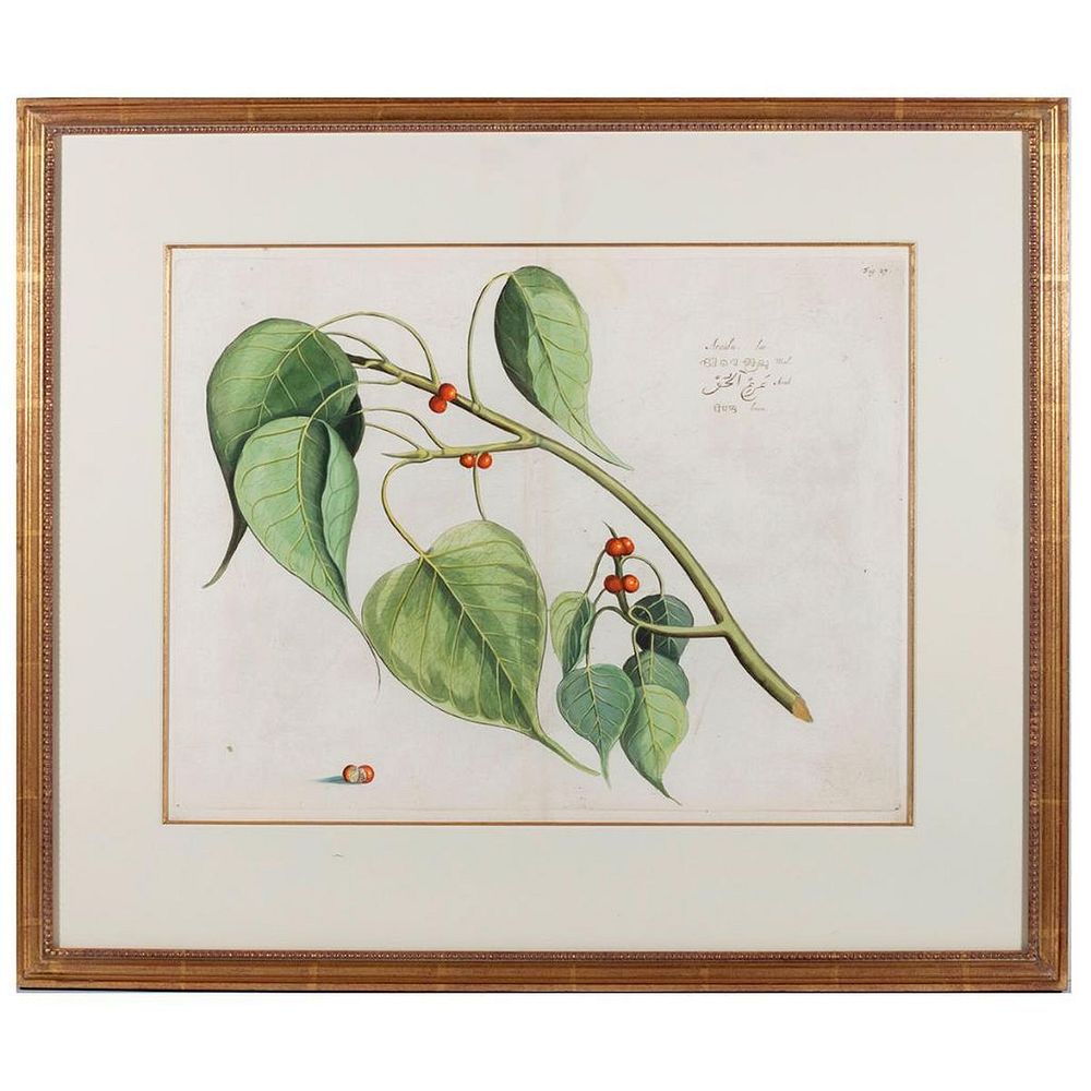 Appraisal: Botanic Plate 'Arealu' Mark Catesby - Mark Catesby - Hand