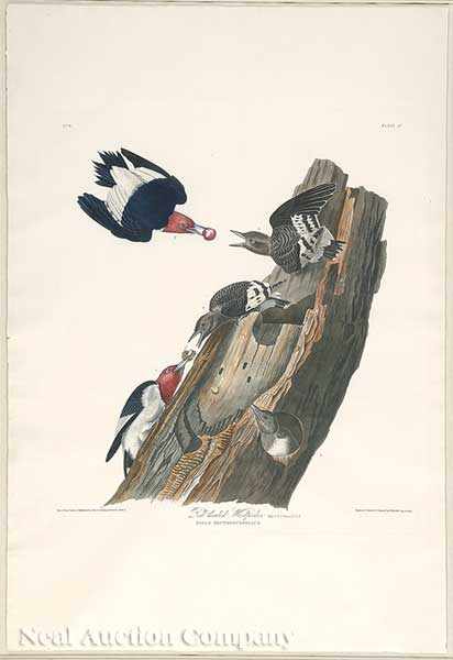 Appraisal: John James Audubon American - Red headed Woodpecker Plate hand-colored