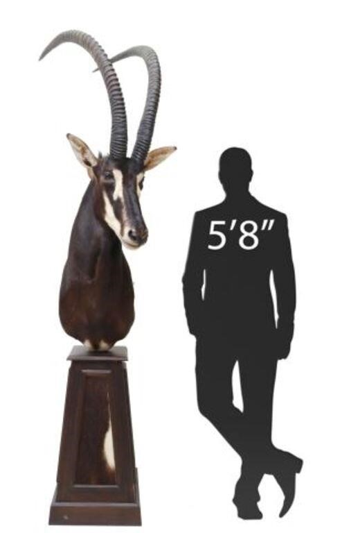 Appraisal: Taxidermy Sable antelope trophy mount on tapered plinth base with