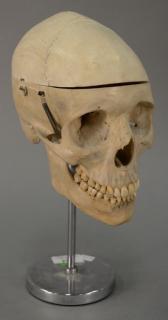 Appraisal: Human skull with movable jaw total ht in Human skull