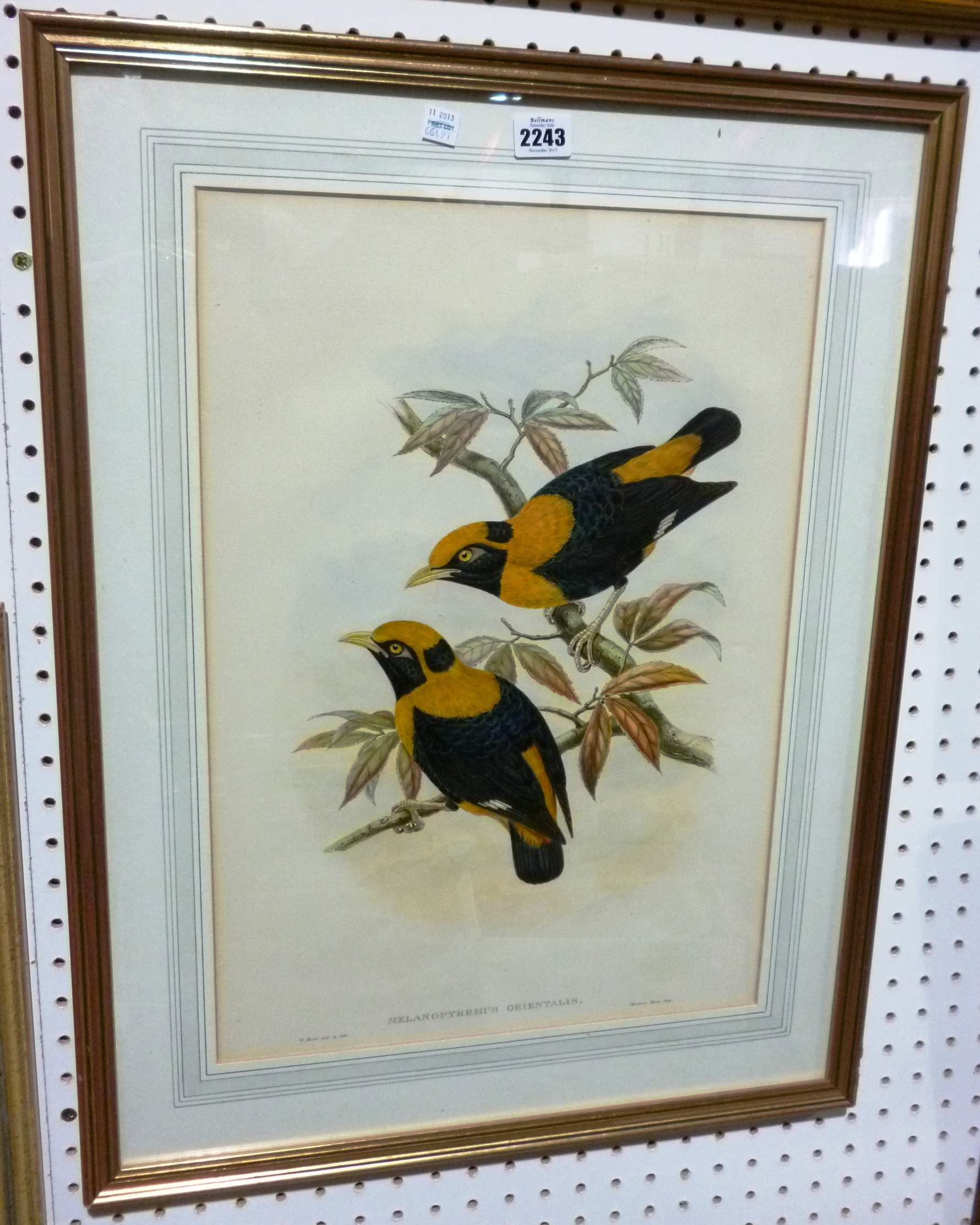 Appraisal: After Gould a group of three bird subjects lithographs with