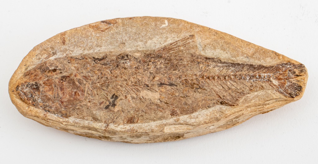 Appraisal: PREHISTORIC FISH FOSSIL Prehistoric fish fossil H x W x