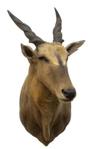 Appraisal: Taxidermy African Eland trophy mount approx h w d