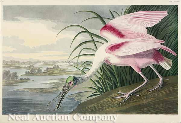 Appraisal: After John James Audubon American - Roseate Spoonbill color lithograph