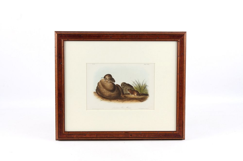 Appraisal: Original JJ Audubon Pine Mouse Lithograph No For your consideration