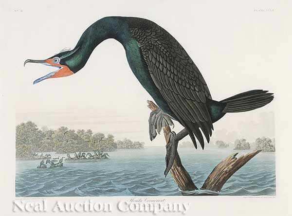 Appraisal: John James Audubon American - Florida Cormorant Plate CCLII from