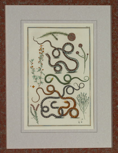 Appraisal: Albertus Seba Dutch - Snakes suite of four hand-colored copper