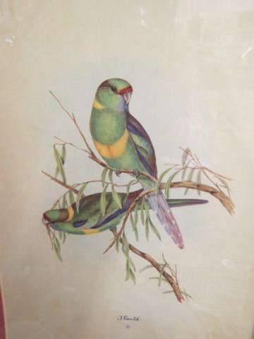 Appraisal: J Gould Bird Lithograph Parrots handcolored image area x nicely