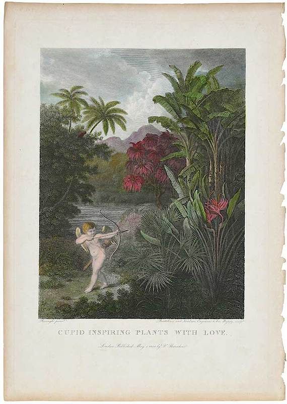 Appraisal: Robert John Thornton Publisher British - Cupid Inspiring Plants with