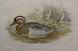 Appraisal: Gould John Querquedula Circia Garganey col lithograph plate mounted framed