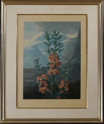 Appraisal: FOUR PRINTS FROM DR THORNTON'S TEMPLE OF FLORA Including The