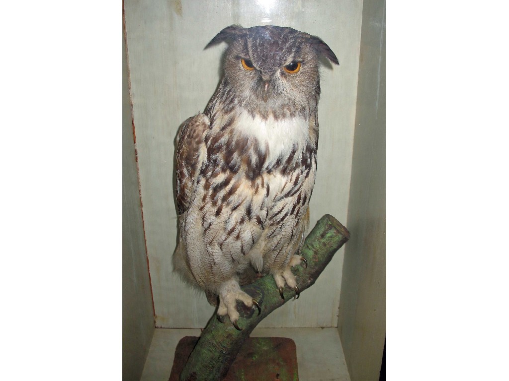 Appraisal: A stuffed eagle owl perched on a branch within a