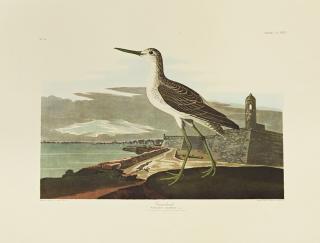 Appraisal: John James Audubon - Greenshank No Plate Amsterdam edition plastic