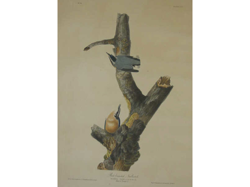 Appraisal: AFTER JOHN JAMES AUDUBON AMERICAN - RED BREASTED NUTHATCH engraving