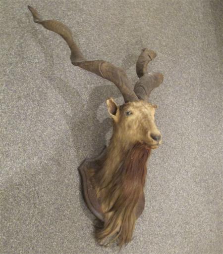 Appraisal: Taxidermy interest An early th century Pir Panjal Markhor mounted