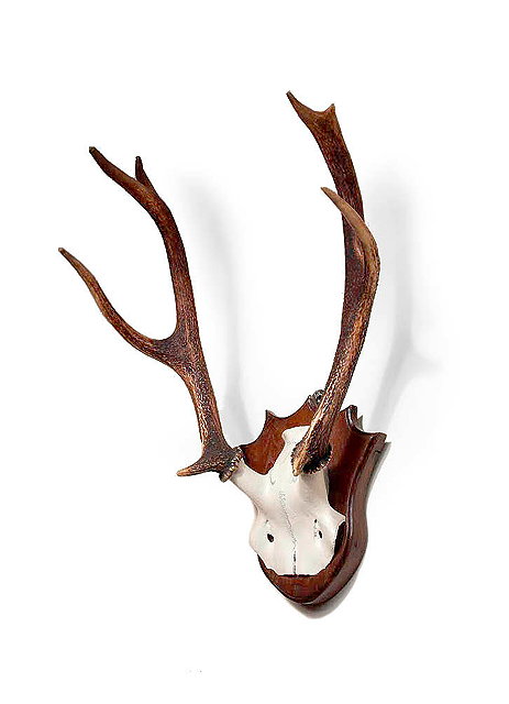 Appraisal: A PAIR OF POINT DEER ANTLERS mounted on a shaped