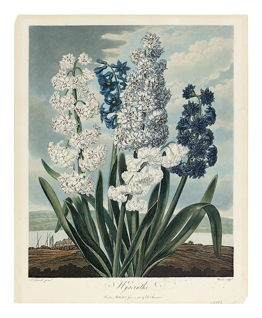 Appraisal: THORNTON ROBERT JOHN Hyacinths Hand-finished color-printed aquatint and stipple-engraved plate