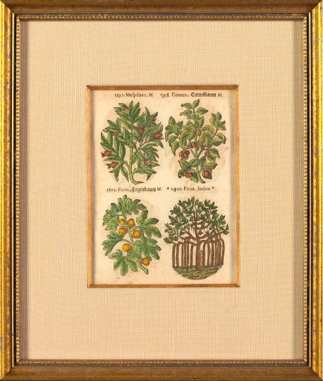 Appraisal: Continental School Late th Early th Century Fruiting Botanicals pair